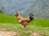 2009_08_09_sapa-399